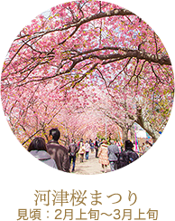 河津桜まつり見頃：2月上旬～3月上旬