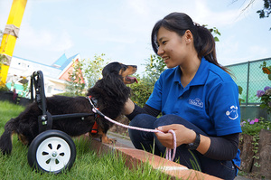 【応援キャンペーン中！！】老犬介護士養成専門講座講座イメージ