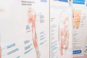 ☆オンラインで学ぶ解剖生理学☆サティフケート対応講座