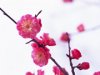華道