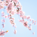 【日本語教師】千駄ヶ谷日本語教育研究所　割引キャンペーンのお知らせ【3月31日まで】