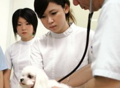 [大阪府]【動物看護師コース　2年制(女子)】の講座イメージ