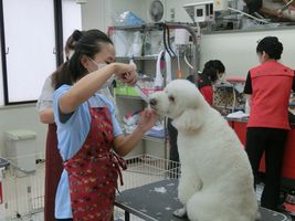 愛犬科　愛犬グルーミングコース