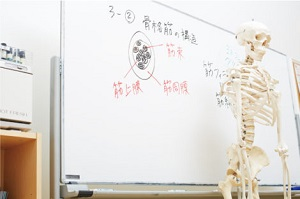 ベーシック解剖生理学★オンライン★講座イメージ