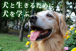 [東京都区内]【10月開講/中目黒教室/火・木・土】ドッグトレーナー養成講座の講座イメージ