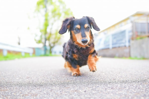 動物看護師の給料はどれくらい 動物看護師の年収を考察