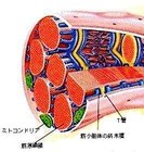 身体機能と主要な筋肉の機能と、筋肉別強化方法とストレッチ方法を理解