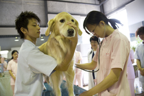 動物看護実習風景