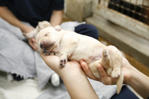 繁殖実習で生まれたラブラドールレトリーバーの子犬