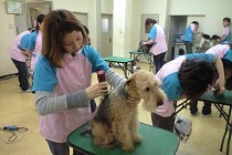 【愛犬美容科】試験合格率、就職率99％以上の信頼と実績のJKC指定機関校